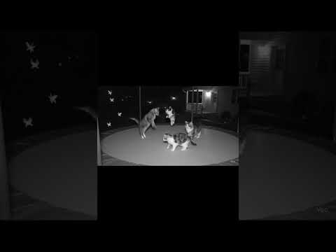Nächtliches Katzen-Trampolinchaos – heimlich gefilmt!