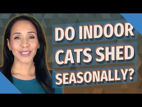 Do indoor cats shed seasonally?