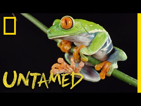 Red-Eyed Tree Frog | Untamed