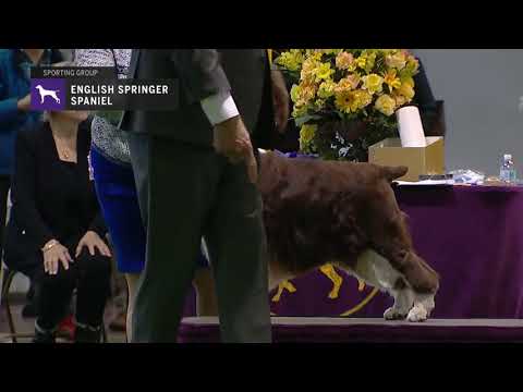 download lagu mp3 mp4 Show Springer Spaniel Puppies, download lagu Show Springer Spaniel Puppies gratis, unduh video klip Show Springer Spaniel Puppies