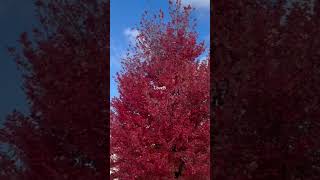 Download lagu Beautiful Things by Benson Boone #shorts #music #canada #song mp3