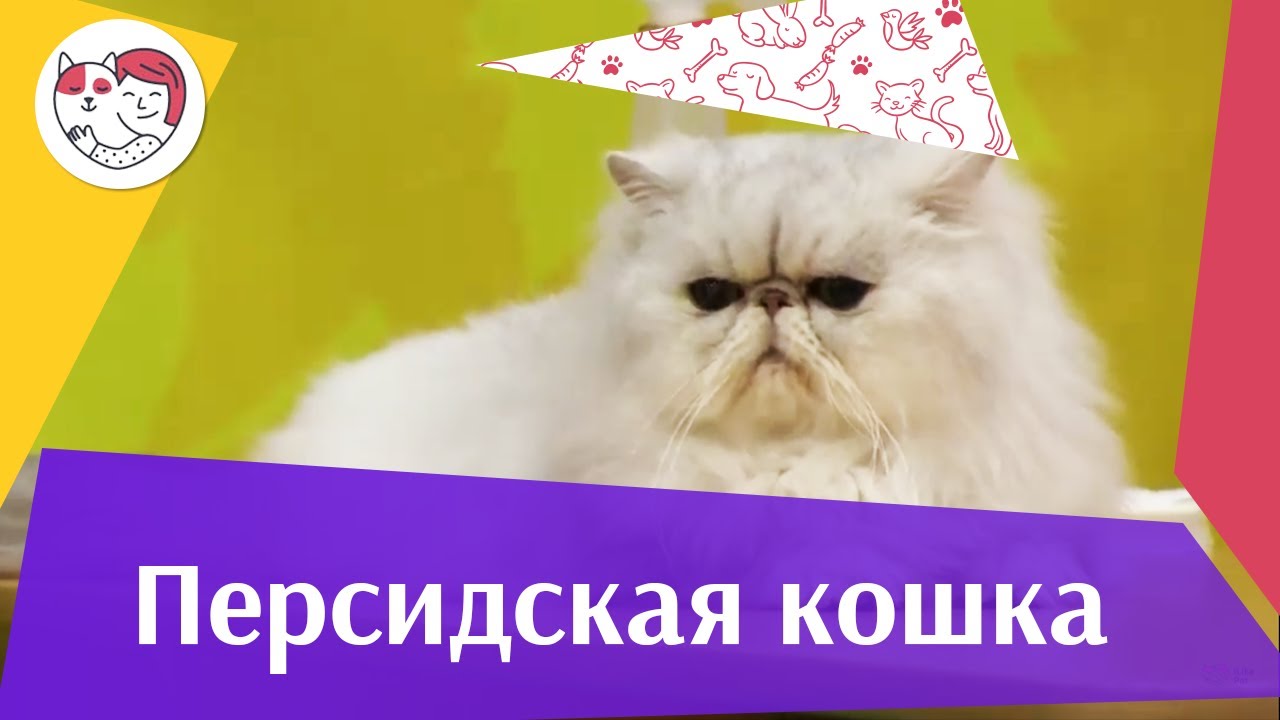 Персидская кошка Характер на ilikepet