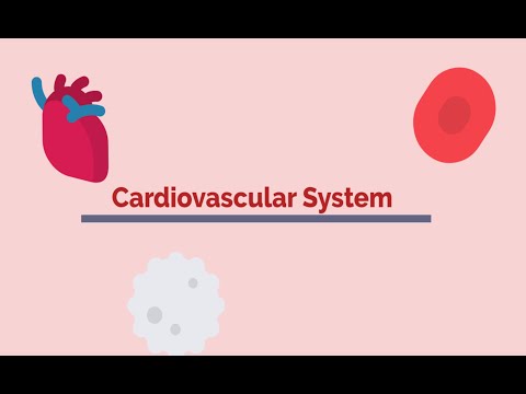 Cardiovascular System | TheBiologyChannel
