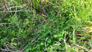 つげどこ８　四つ葉のクローバーを探せ