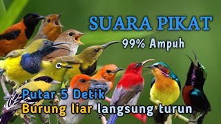 Download lagu 99% Ampuh - SUARA PIKAT SEMUA JENIS BURUNG KECIL  mp3