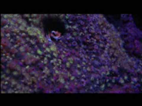 ACiDTRA5H - Cette Plante [hardtek, son de teuf]