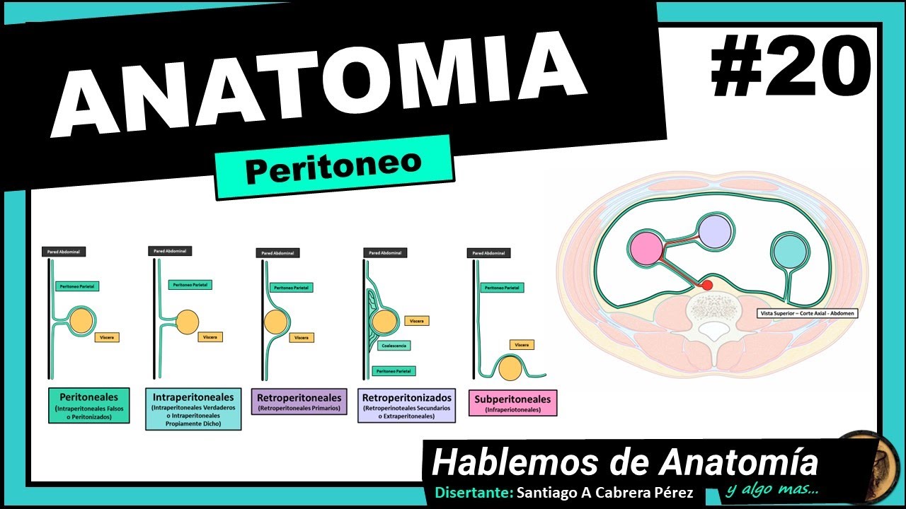 🔴 #20👉 ANATOMÍA 🟩 PERITONEO 🟪