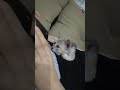 Grey S First Sweet Move Out Of The Cage