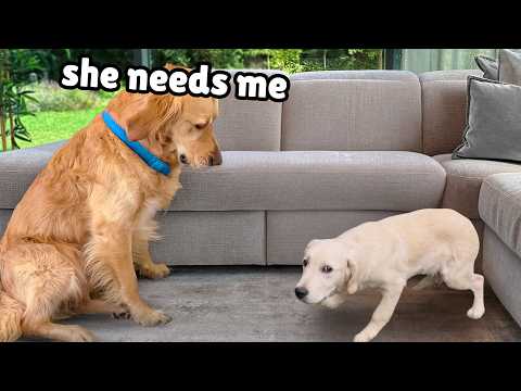 Golden Retriever Meets a Completely Broken Version of Himself
