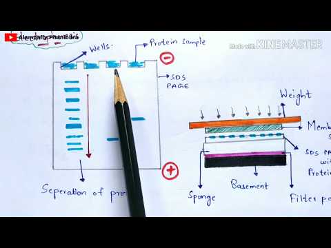 Radial immunodiffusion Immunotechnology Bio science