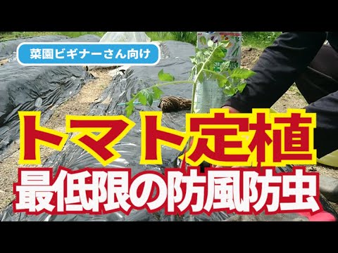 トマトの苗木を誰が食べるのでしょうか？最も一般的な4つの害虫とその対策方法  庭園