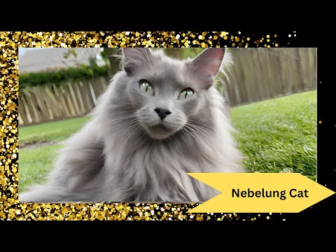 Nebelung Cat: The Enchanting Blue Feline! 🐱✨ Discover the Rare & Elegant Breed!