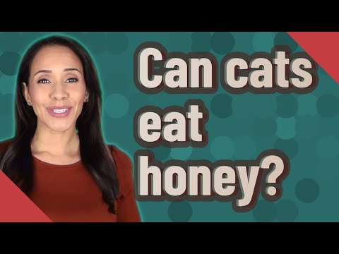 Can cats eat honey? - YouTube