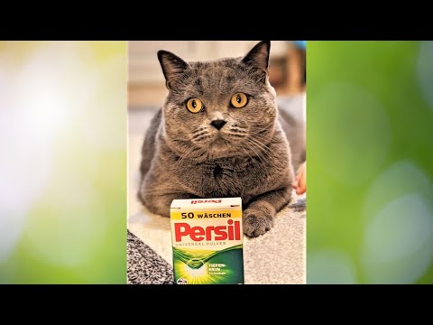 Does BRITISH SHORTHAIR like play with kids?