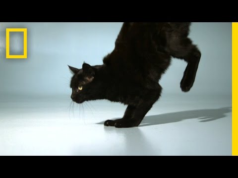 YouTube video about: Why do cats crawl low to the ground?