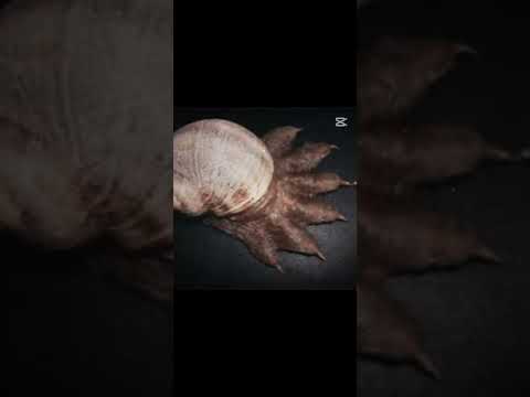 SCP-075 CLASS EUCLID #edit #scp