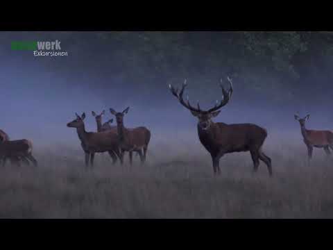 Rothirsch Brunft (Rutting Red Deer) I Cervus Elaphus I Red Deer I Ciervo Comun I Cerf Rouge