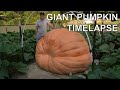 2480 lb Giant Pumpkin Timelapse | aka 