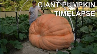 2480 lb Giant Pumpkin Timelapse | aka "Bear Swipe" | Winner of Topsfield Fair