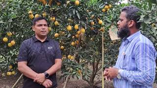 ব্যাগিং পদ্ধতিতে বারি মাল্টা-১ চাষ করে কালার আনয়ন