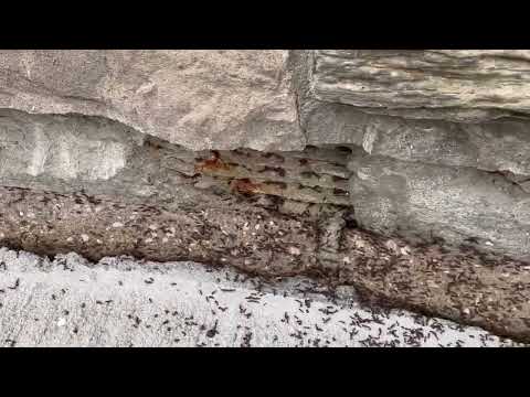 A Huge Infestation of Ants Found at a Commercial Building in North Brunswick, NJ