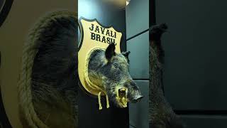 CABEÇA DE JAVALI! #javalibrasil #caçadejavali #hunt #hunting #caca #wildlife #wildanimals #wildboar