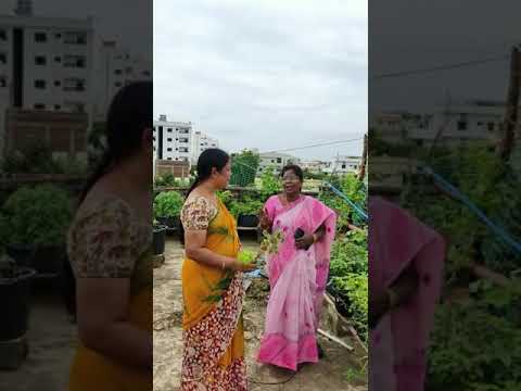 Love nature # Collection of  Plants from Suneetha Gari garden.# CTG members.