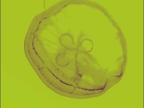 Akaleia - zamalagun [visualizer]