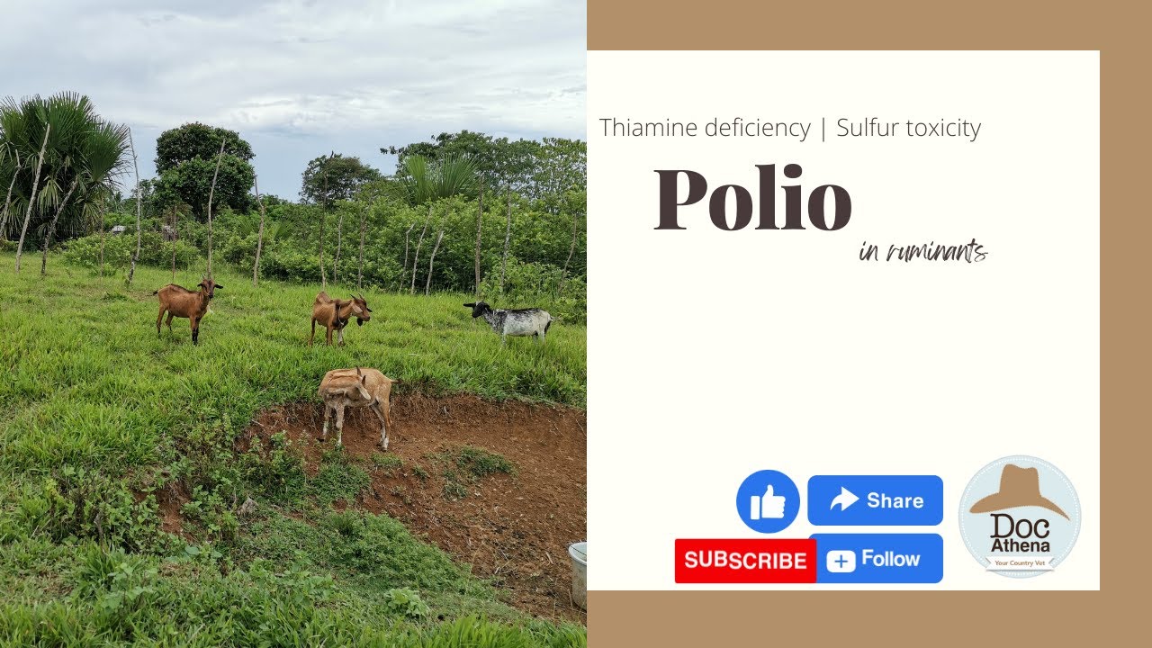 Polio in Ruminants