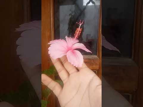 janiye.... Kuch hibiscus plant k bare me...🌺        #garden #gardening #plants #hibiscus #flowers