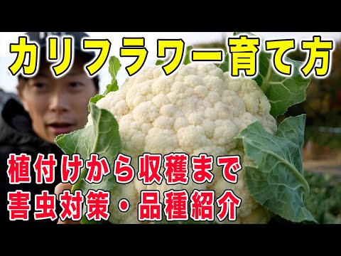 カリフラワーの準備: どのようなオプションがありますか? 植物