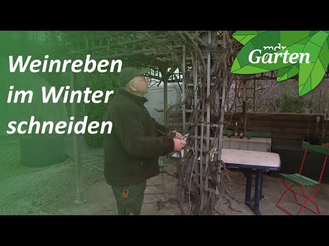Pruning wine in winter: shaping table grapes on a pergola | MDR Garden