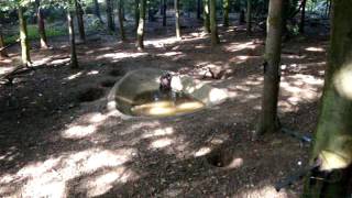 A Wolverine at Cotswold Wildlife Park and Gardens (Part 2)