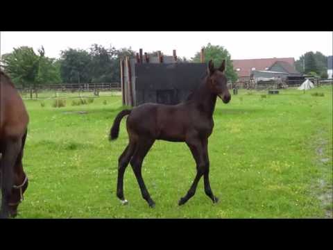 Kannan's Girl PS Z  v.Kannan