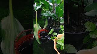 Download lagu Story Wa Ngopi, Jumat 24 Desember 2021 mp3