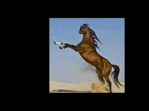 Eu apoio a vaquejada ,banda paixão di vaqueiro