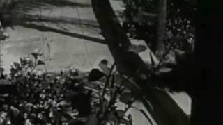 Nightly Disease - Madrugada