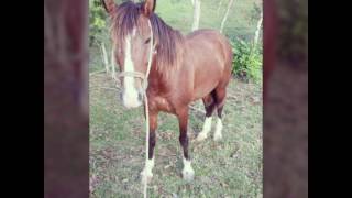 Antonio Aguilar El patas blancas