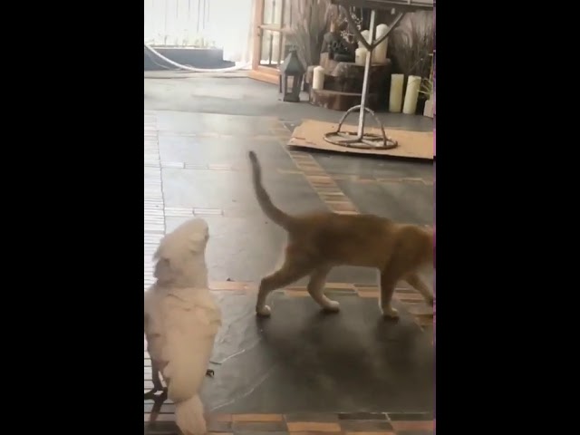 Мои когти больше, чем у тебя