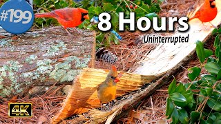 Relaxing TV for Cats 😻 Uninterrupted 8 Hours Birds 🐦 Squirrels 🐿No ADs Cat TV