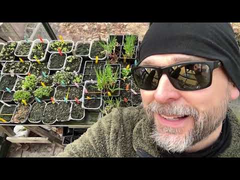 Bland vintersådder och glasrabarber. En tur i Tillsammansodlingen