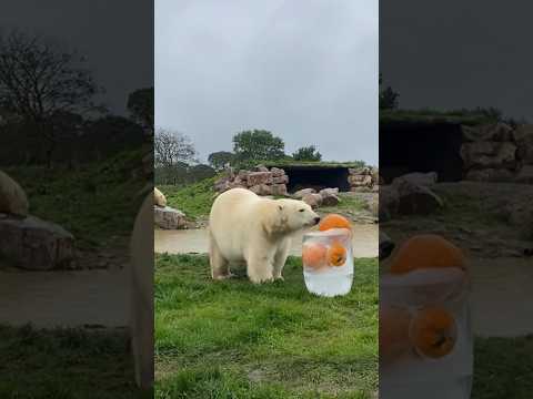 Pumpkin ice block for the polar bears #polarbearcub