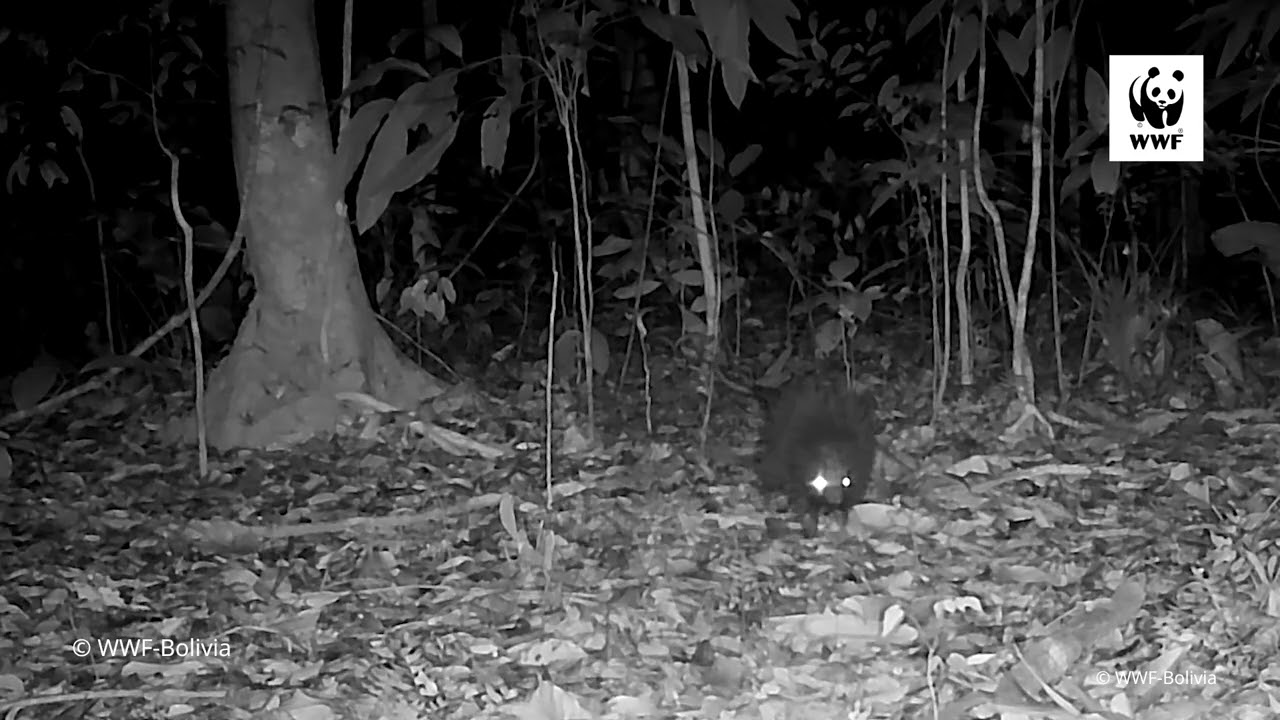 Un puercoespín en el bosque 🦔✨