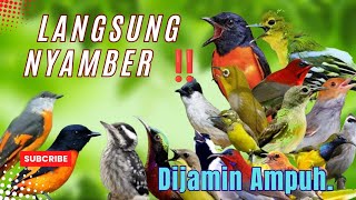 Download lagu Rame Burung Datang‼️ MP3 Pikat Burung Kecil Terbaru Paling Jitu. mp3 Download lagu Rame Burung Datang‼️ MP3 Pikat Burung Kecil Terbaru Paling Jitu. mp3