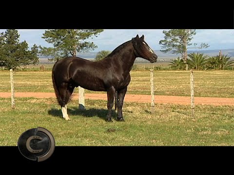 Santa Elba Señuelo and Muchacho de Santa Angélica, the great fathers of the 2016 Golden Brake.