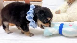 ハーフ犬の動画01