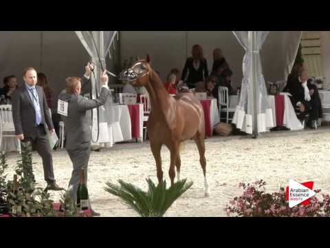 Deauville Arabian Cup 2016 - Fillies 2 y.o. (2) - 1st place: n°19 AL ARYAM SHAMMOGH