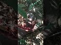 Onça Parda Vs Capivara