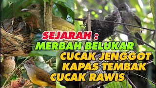 Download lagu ASAL USUL BURUNG MERBAH BELUKAR, CUCAK JENGGOT, KAPAS TEMBAK & CUCAK RAWIS -  KICAUMANIA WAJIB TAU ! mp3 Download lagu ASAL USUL BURUNG MERBAH BELUKAR, CUCAK JENGGOT, KAPAS TEMBAK & CUCAK RAWIS -  KICAUMANIA WAJIB TAU ! mp3