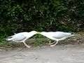 Seagulls